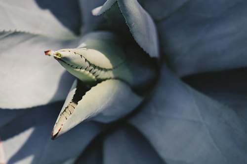 close up selective focus photography of green plant detail